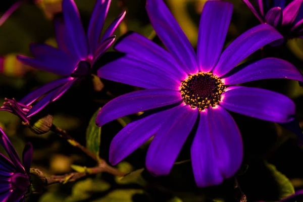 Farbmakro einer einzelnen isoliert blühenden tiefvioletten Senecio-Blüte — Stockfoto