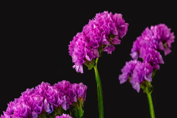 Dark violet isolated limonium blossom macro,black background — Stock Photo, Image