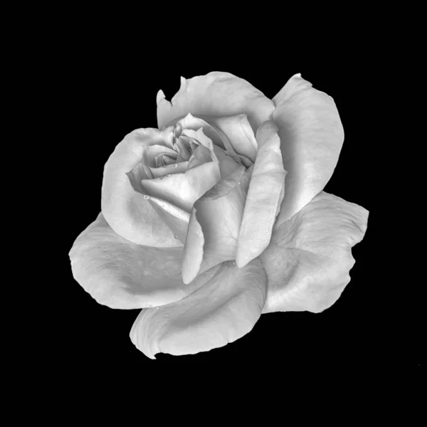 Monochrome retro white rose blossom with rain drops, black background — Stock Photo, Image