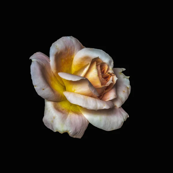 Amarillo naranja blanco rosa rosa flor con gotas de agua de lluvia macro — Foto de Stock