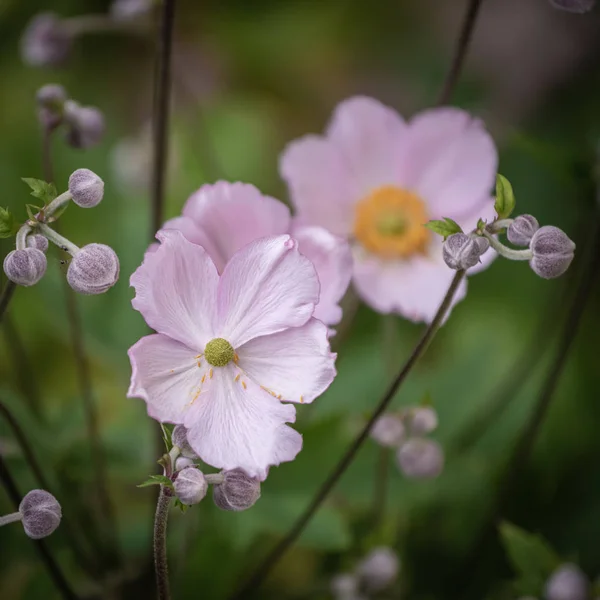 Pastel pink autumn anemone, buds macro, natural green blurry background — стоковое фото