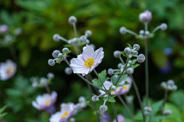 Outdoor pink white autumn anemone color macro of a shrub with buds — Stock Photo, Image