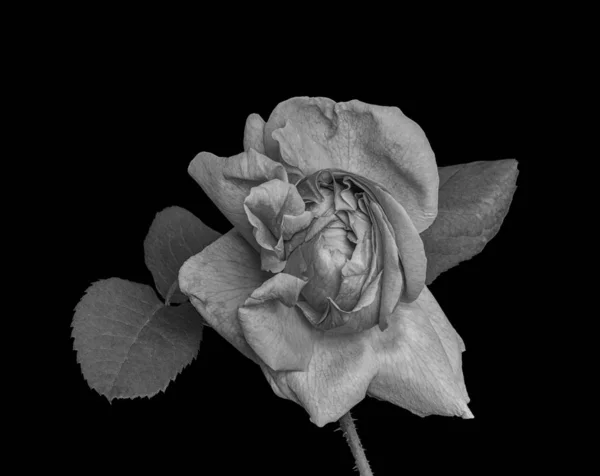 Lumineux monochrome fleur de rose, tige et feuilles peinture vintage — Photo