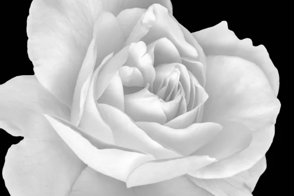 Bright monochrome white rose blossom on black background — Stock Photo, Image