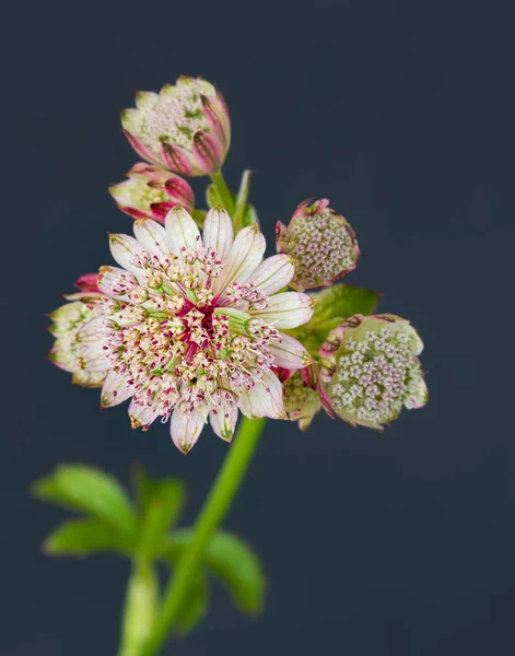 Sztuka piękna martwa natura kolor kwiatowy makro portret astrantii kwitnie — Zdjęcie stockowe