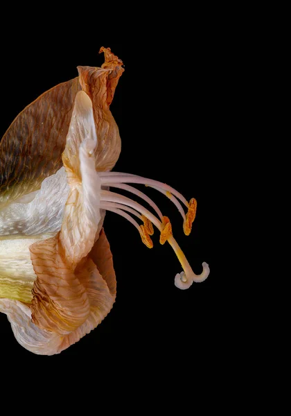 Bujné hnědé bílé blednoucí amaryllis květ makro na černém pozadí — Stock fotografie