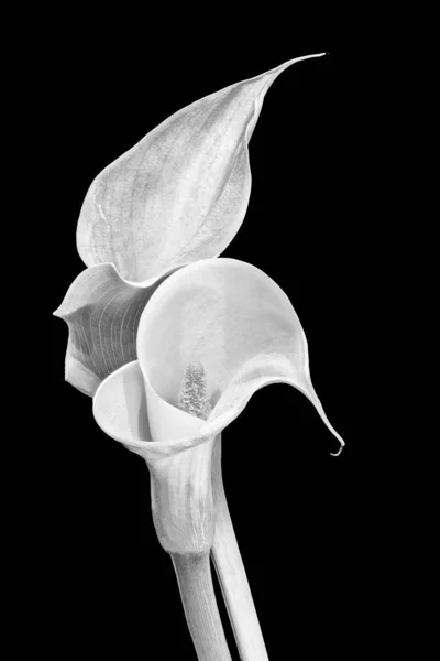 Monochroom paar calla bloemen, zwarte achtergrond, beeldende kunst stilleven — Stockfoto