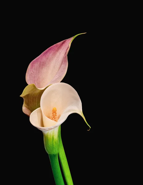 Paire surréaliste de fleurs de calla, fond noir, beaux-arts nature morte — Photo
