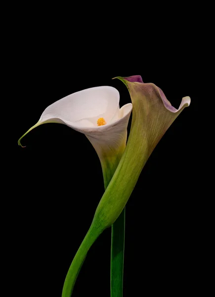 Сюрреалистическая пара цветения каллы, черный фон, изобразительное искусство натюрморт — стоковое фото