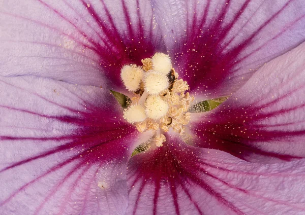 Red violet  hibiscus blossom heart macro with detailed texture — Stock Photo, Image