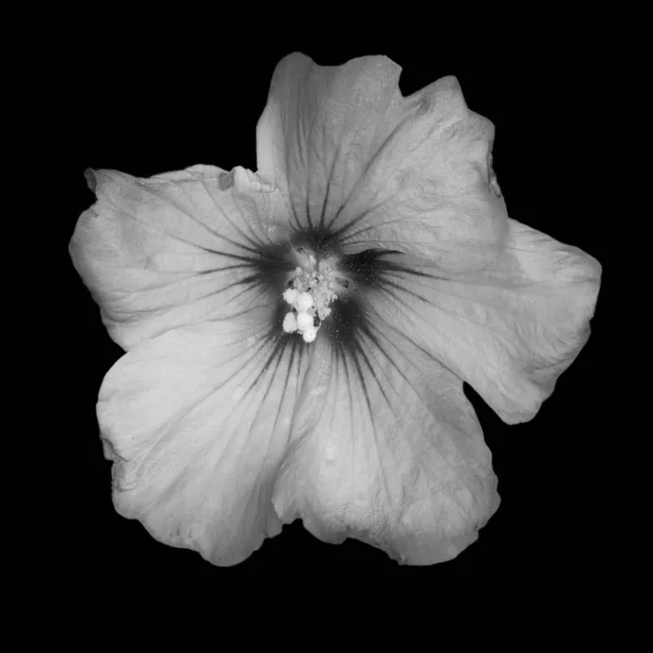 Siyah arka planda beyaz bir amber çiçeğinin tek renkli makrosu — Stok fotoğraf