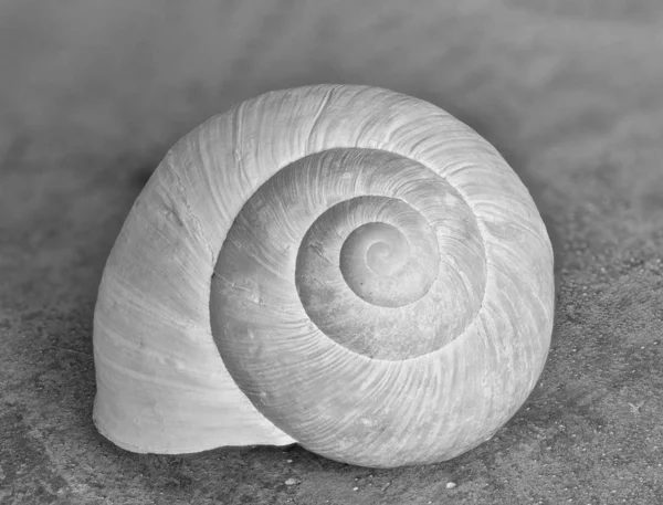 Μονόχρωμο φωτεινό σαλιγκάρι κέλυφος μακροεντολή σε γκρι θολή τσιμεντόλιθο — Φωτογραφία Αρχείου