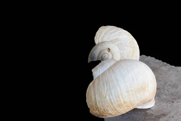 Pair of white snail shells macro on concrete stone,black background — Stock Photo, Image