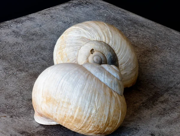 Pár bílých šnečích skořápek makro na betonovém kameni, černé pozadí — Stock fotografie