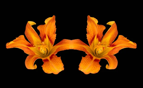Surrealistic daylily macro of a pair of orange red connected blooms — Stock Photo, Image