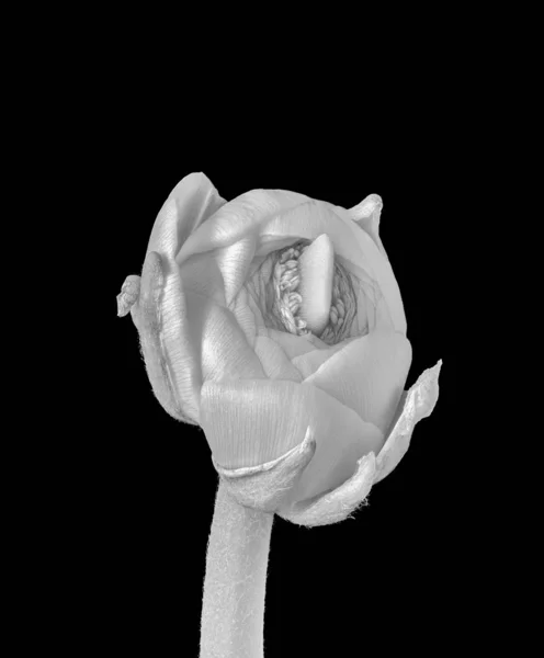 Монохромный цветок лютик на черном фоне, изобразительное искусство натюрморт — стоковое фото