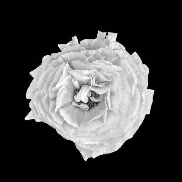 Монохромний розквіт баклажанів на чорному тлі, тонке мистецтво натюрморт — стокове фото