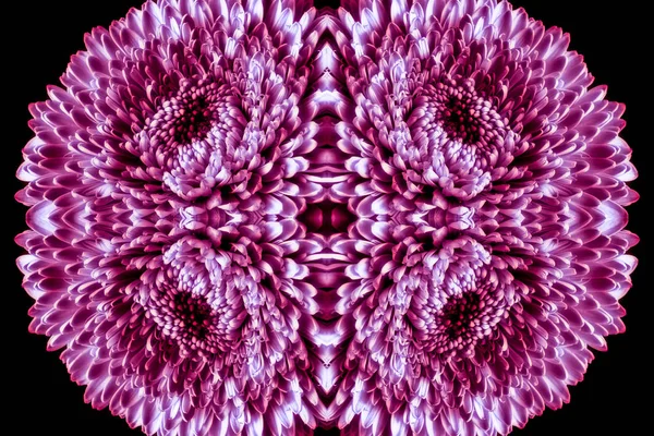 Violet braambes gekleurde gloeiende gerbera mandala / textuur — Stockfoto