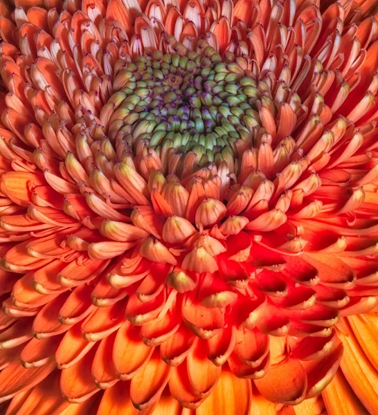 En el ojo de la gerbera - Colorido naranja rojo fino arte macro — Foto de Stock