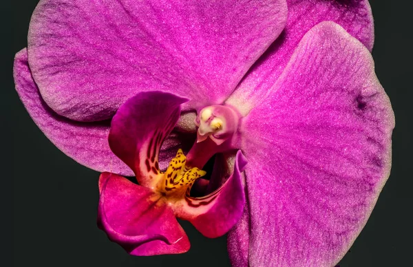 Fine art csendes élet élénk színes sötét rózsaszín makro orchidea portré — Stock Fotó