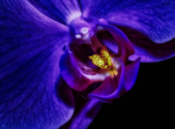 Szépművészet csendes élet élénk színes sötétkék makro orchidea portré — Stock Fotó