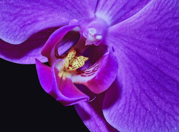 Bellas artes bodegón vívido color violeta azul macro orquídea retrato —  Fotos de Stock