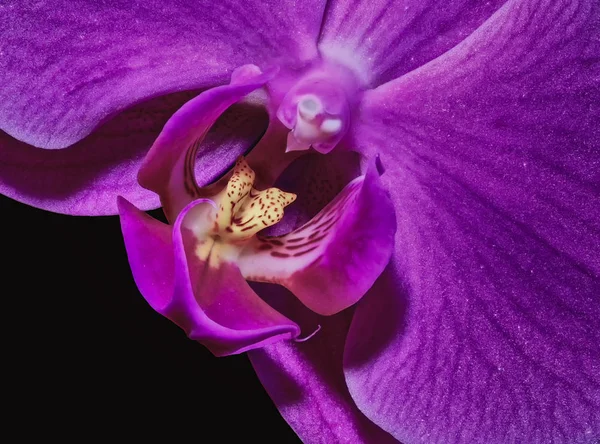 Kunst Stillleben lebhaft gefärbt violett rosa Makro-Orchidee Porträt — Stockfoto