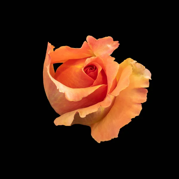 Farve makro af en ung orange rose blomstre med detaljeret tekstur - Stock-foto