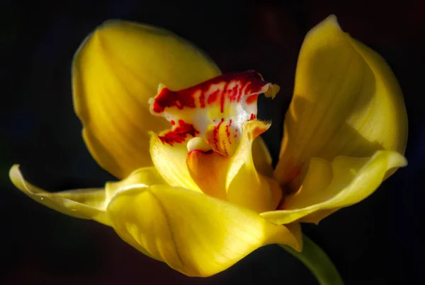 Tek bir izole edilmiş sarı kırmızı orkidenin makro portresi — Stok fotoğraf