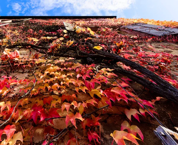 Herbstliches buntes jungfräuliches Blattwerk an einer Wand — Stockfoto