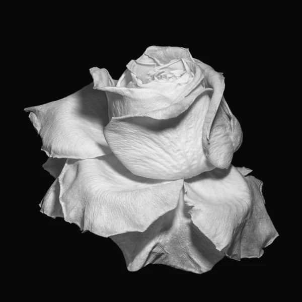 Tek krom sürrealist beyaz gül çiçeği makrosu, yaşlandırılmış tek yalıtılmış — Stok fotoğraf