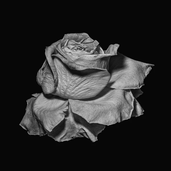 Monochrome surréaliste gris fleur de rose macro, seul isolé vieilli — Photo