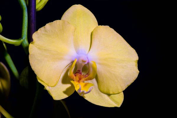 Açık sarı bir orkidenin makrosu siyah arkaplanda çiçek açar — Stok fotoğraf