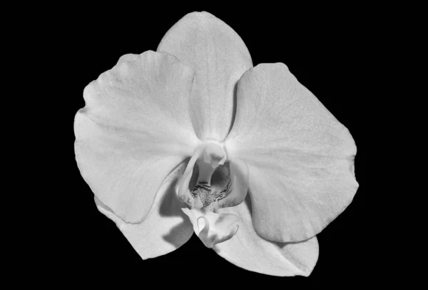 Macro monocromatico di un'orchidea isolata fiorisce su sfondo nero — Foto Stock