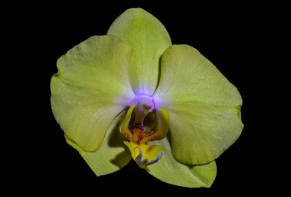 Macro de uma flor de orquídea isolada amarelo-limão em fundo preto — Fotografia de Stock