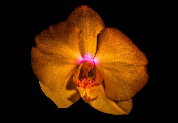 Färg makro porträtt av en enda isolerad gyllene röd orkidé blomma — Stockfoto
