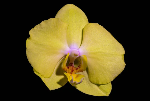 Makro av en ljusgul isolerad orkidé blomma svart bakgrund — Stockfoto