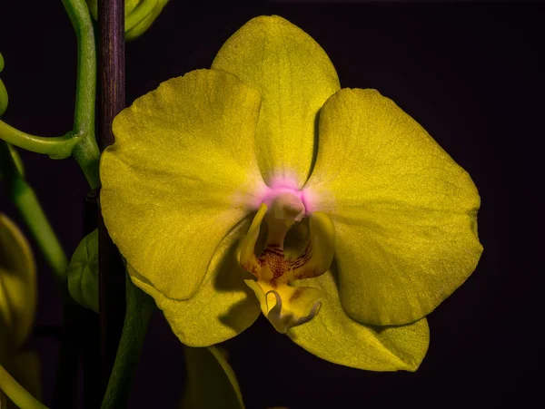 Makro av en mörkgul Orkidé Blossom med stam på svart bakgrund — Stockfoto