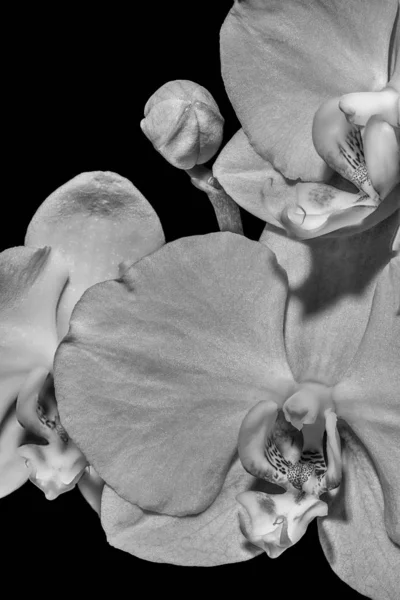 Monochromatyczne makro trzech kwiatów storczyka i jeden pączek, czarne tło — Zdjęcie stockowe