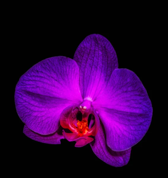 Violett rote Orchideenblüte auf schwarzem Hintergrund — Stockfoto