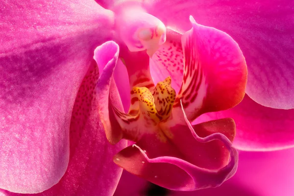Arte fina floral ainda vida cor macro do coração de uma orquídea — Fotografia de Stock
