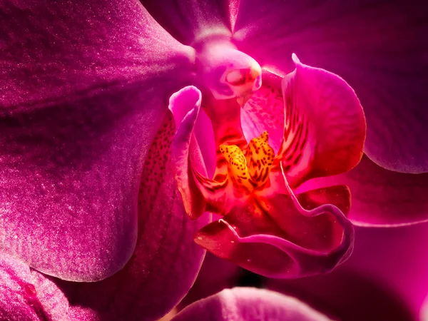 Fine art detailed fiery glowing macro portrait of a red orchid — Stock Photo, Image