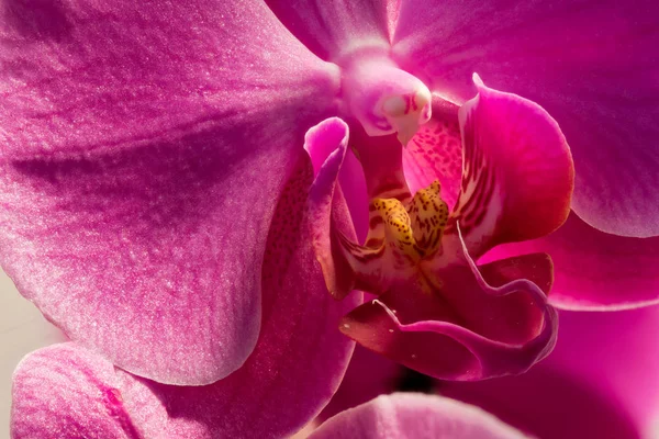 Fine Art detailliertes Farb-Makro-Porträt einer rot-gelben Orchideenblüte — Stockfoto