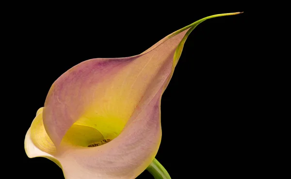 Vista superior macro do centro de uma flor de calla rosa amarelo — Fotografia de Stock