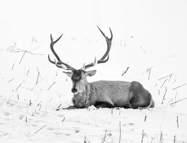 Monochrome wildlife winter portrait of a single red deer in the snow — Stock Photo, Image