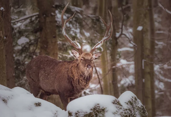 Single red deer with large antlers behind a rock,snowy winter scene — Stock Photo, Image