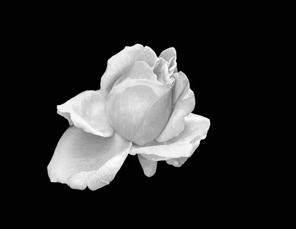 Monokróm fehér fiatal rózsa virág makró, fekete háttér, képzőművészet — Stock Fotó