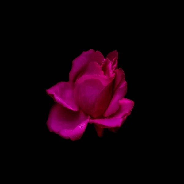 Surrealistic young dark pink rose blossom on black background