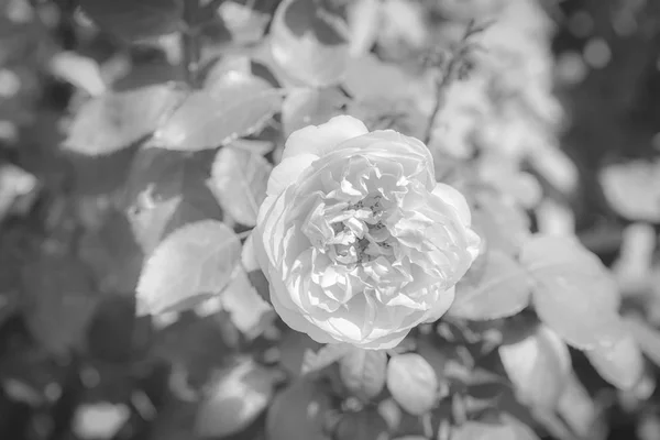 Monochromes Makro einer weißen Rosenblüte auf einem Strauch im Freien — Stockfoto