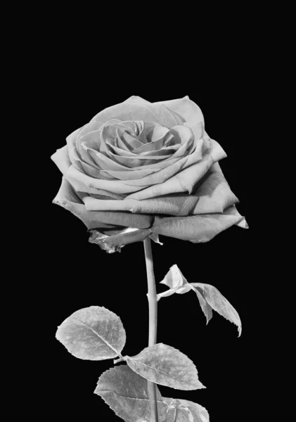 Rose grise isolée simple avec feuilles macro monochrome sur noir — Photo